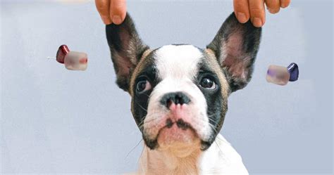 Hearing Aids for Dogs – Does Your Dog Need One? – improvehearingaids.com