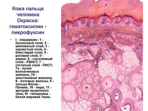 Морфология кожи и ее производных - презентация онлайн