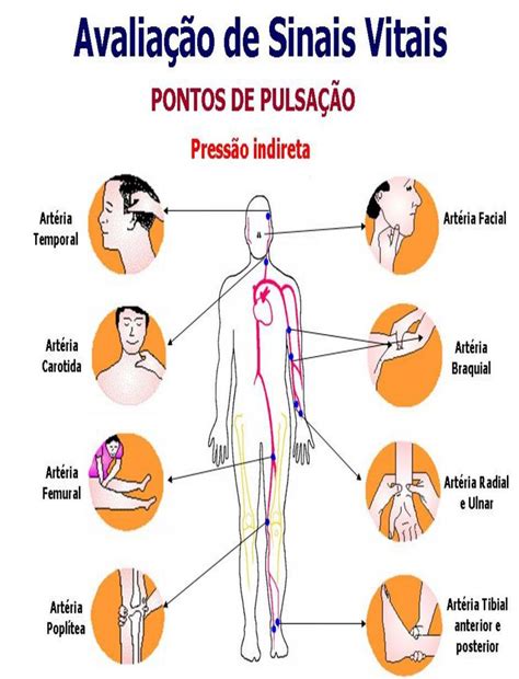 Pulsa O Do Corpo Humano Anatomia Humana I Studying Medicine