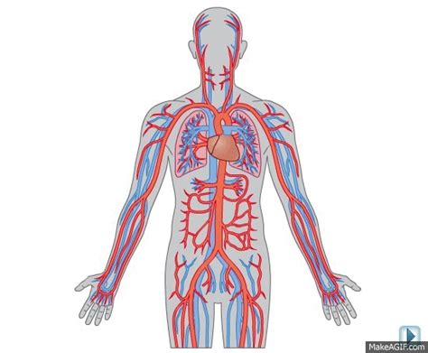 Circulatory System GIF Animation