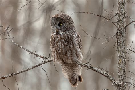 Chouette Lapone Great Gray Owl Strix Nebulosa Ottawa Flickr