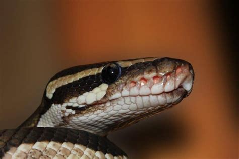 Ball Python Mouth Rot (Prevention, Symptoms & Treatment) • Terrarium Quest