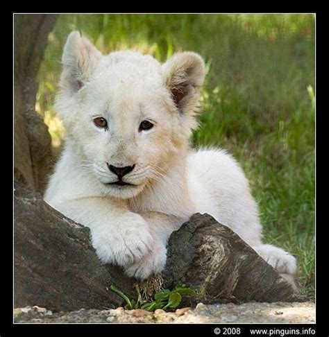 Cute Lion Cubs Lion Cubs Photo 36139601 Fanpop