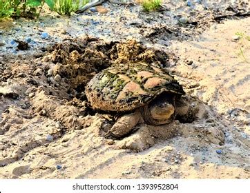 Snapping Turtle Egg Nest Images Stock Photos D Objects Vectors