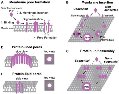 Images Membrane Pores