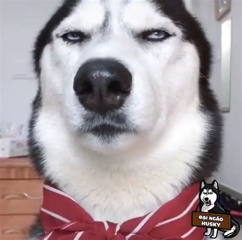 Meme Husky