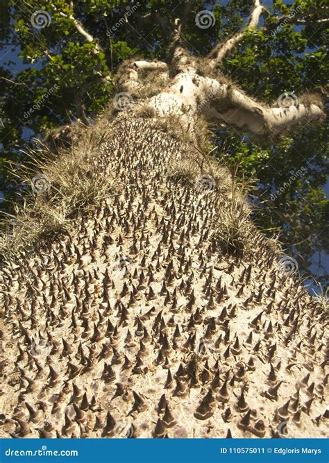 Amazing Tree Hura Crepitans with Thorns in the Amazon Rainforest Stock ...