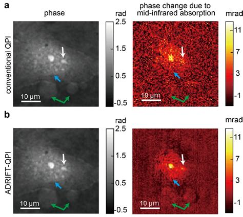 cells   times greater sensitivity   microscopy