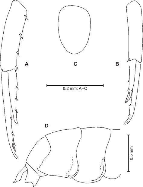 Uropods Metasoma And Telson A Uropod I B Uropod Ii C Dorsal View Download Scientific