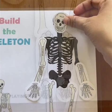 Skeletal System Activity Human Anatomy Activity Skeletal System Poster