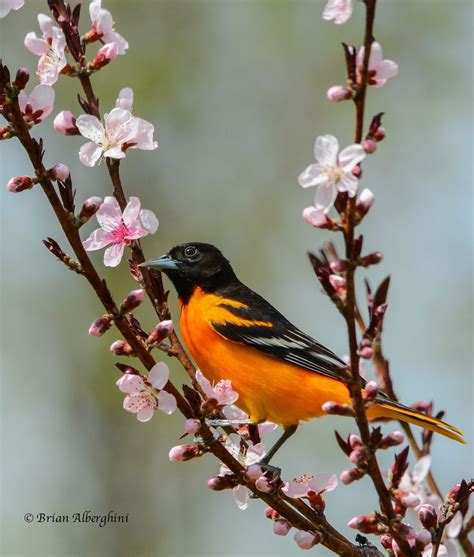 Baltimore Oriole Icterus Galbula Eastern United States Wild Birds