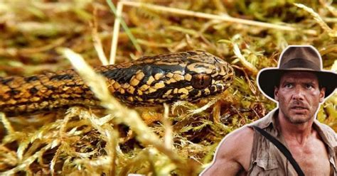 Harrison Ford La Nueva Especie De Serpiente Descubierta En Per