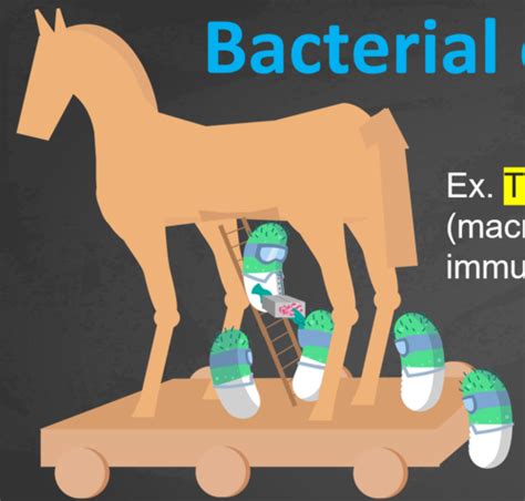 Mechanisms Of Microbial Infection Flashcards Quizlet