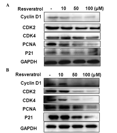 Western Blot Analysis Of The Effect Of Resveratrol On The Expression Of