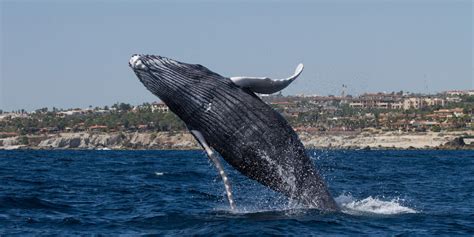 Baja Whale Watching Tours - Bajawhale.com