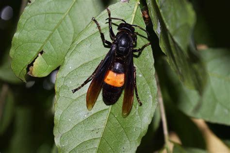 Facts About The Black Hornet Insect