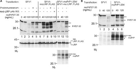 Figure From The Kda Kda Laminin Receptor Acts As A Receptor For