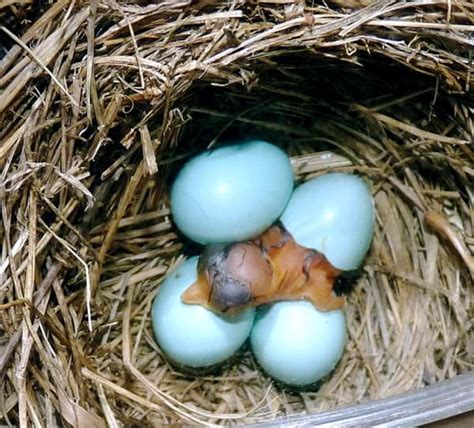 40 Amazing Pictures Of Baby Animals Hatching Eggs