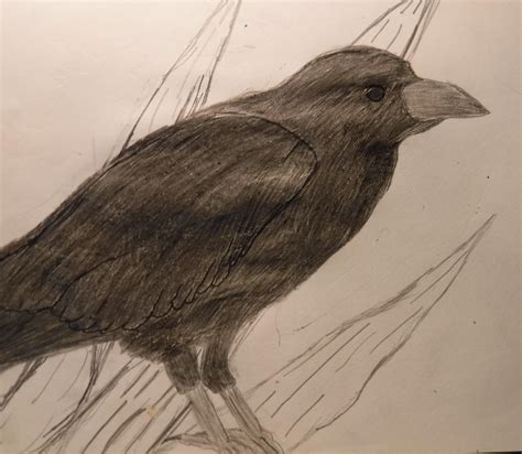 Pencil Sketch Of A Crow I Made Rcrows