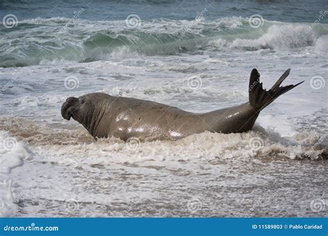 Male Southern Elephant Seal Stock Image Image Of Elephant Marine