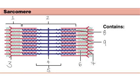 Sarcomere Diagram Diagram Quizlet