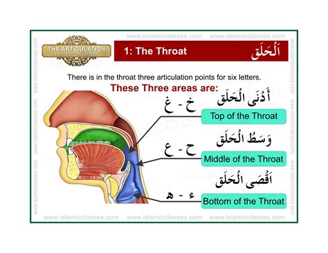 Articulation Points Of Arabic Alphabet Letters Makharij Ul Huruf Ppt