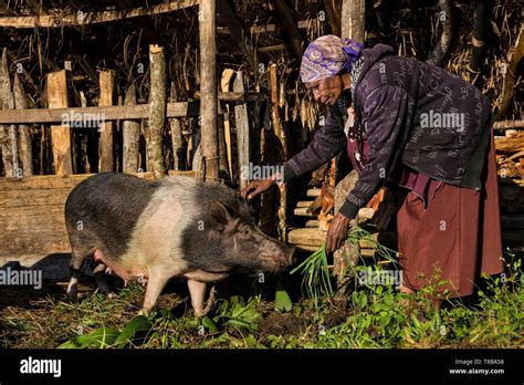 Highlands Papua New Guinea Farming Hi Res Stock Photography And Images