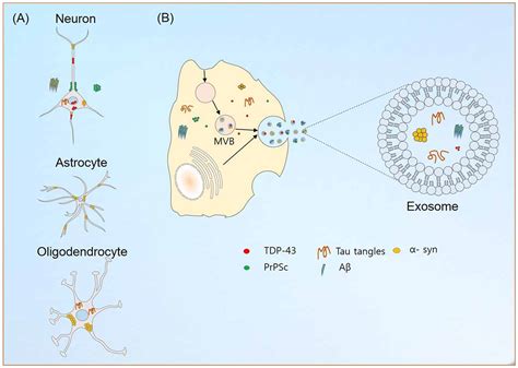 Insights Of Exosomes In Neurodegenerative Diseases Exosome Rna