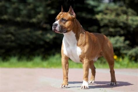 American Staffordshire Terrier Steckbrief Charakter Wesen Und Haltung