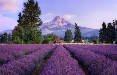 Wallpaper Trees Landscape Flowers Mountains The Fence House