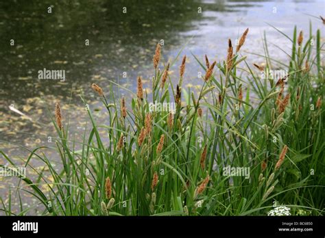 Lesser Pond Sedge Carex Acutiformis Cyperaceae Stock Photo Alamy