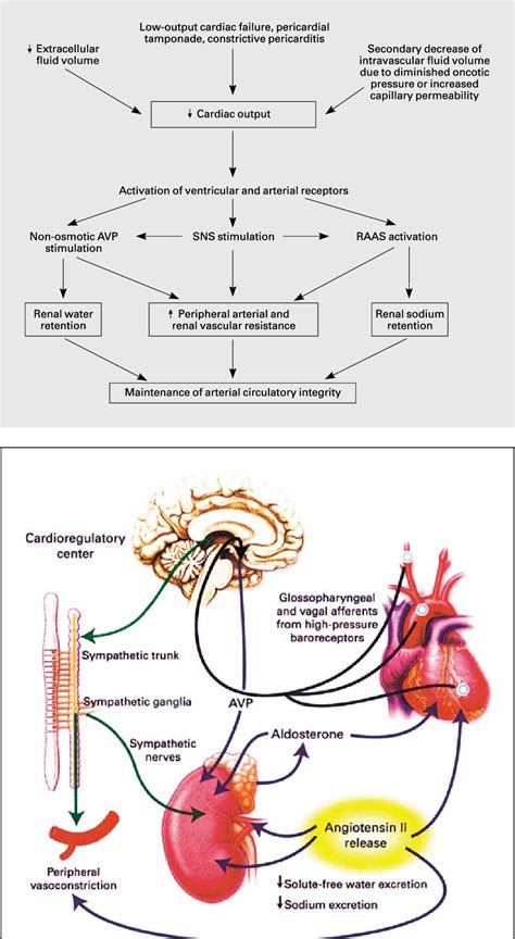 Figure From Pathophysiology Of Sodium And Water Retention In Heart