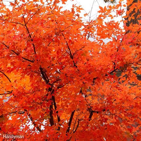 10 Great Trees To Consider Planting In Your Yard This Spring Maple Tree Landscape Trees For