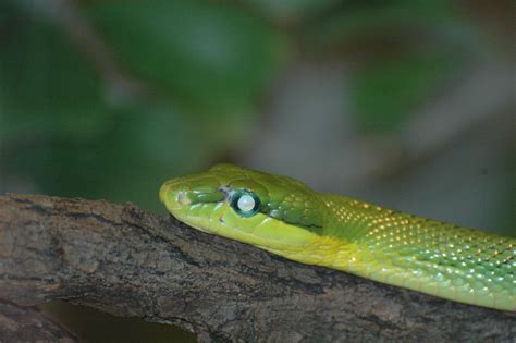 GrÜne Schlange Foto And Bild Tiere Zoo Wildpark And Falknerei