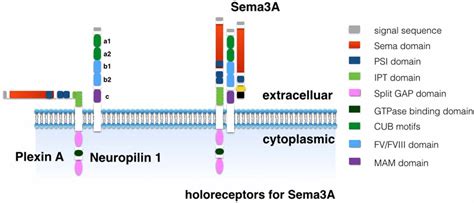 Frontiers The Role Of Semaphorin A In Bone Remodeling