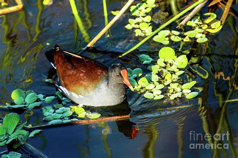 Common Gallinule Photograph by Ben Graham | Fine Art America