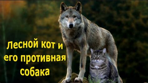 "Лесной кот". - YouTube