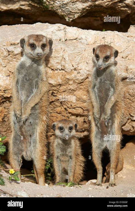 Meerkat Suricate Suricata Suricatta Adult And Two Juveniles On The