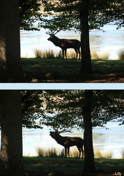 Le Brame Du Cerf Au Parc De Sainte Croix En Moselle Dans Ma Bonjotte