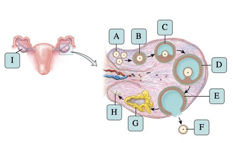 Ovarian Follicles Maturation Diagram Quizlet