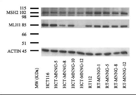 Expression of MLH1 and MSH2 proteins in clones surviving MNNG exposure ...