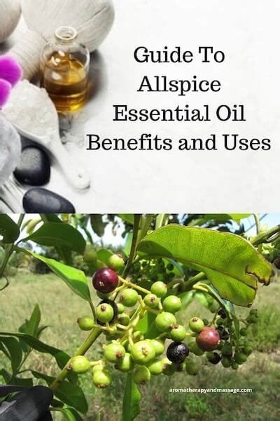 Allspice Essential Oil Benefits And Uses In Aromatherapy