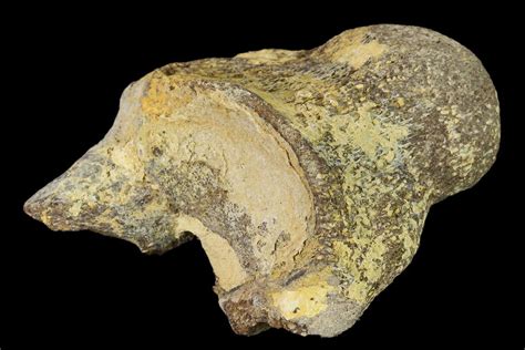 2.7" Fossil Mosasaur (Platecarpus) Cervical Vertebra - Kansas (#136495) For Sale - FossilEra.com