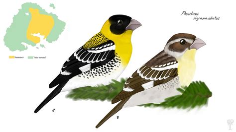 Spotted Grosbeak by falsebiology on DeviantArt