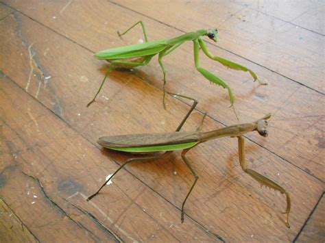Mantid Research Report