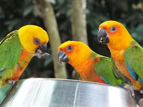 A List Of 5 Types Of Small Parrots