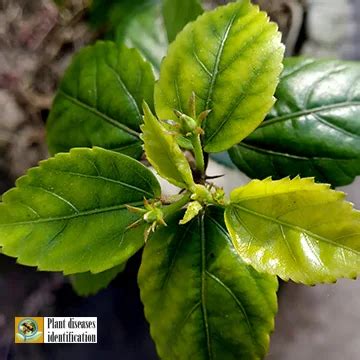 Iron Deficiency In Plants