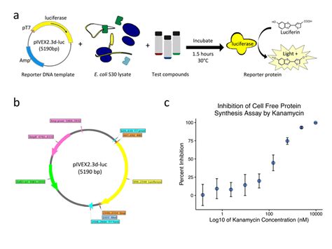 High Throughput Screen To Identify Small Molecule Inhibitors Of Download Scientific Diagram