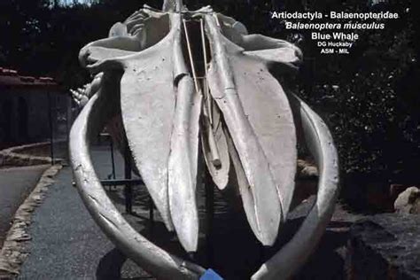 Blue Whale | American Society of Mammalogists