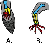 Flipper (anatomy) - Wikipedia